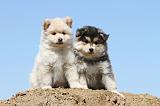 CHIEN FINNOIS DE LAPONIE 552